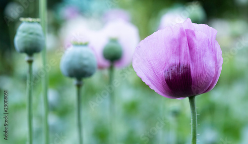 Purple poppy flowers