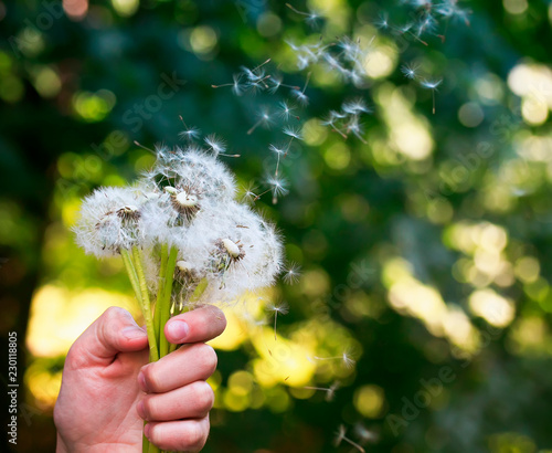 a bouquet of dandelion spring flowers with white fluffy seeds holds a hand an...