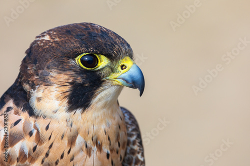 Canvas Print Eleonora's falcon (Falco eleonorae) closeup