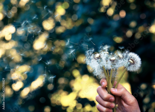 a bouquet of dandelion spring flowers with white fluffy seeds holds a hand an...