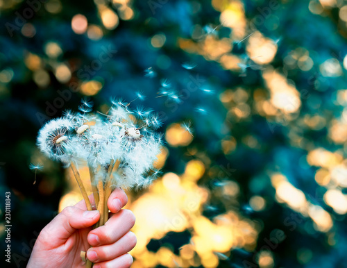 bouquet of dandelion spring flowers with white fluffy seeds holds a hand and ...