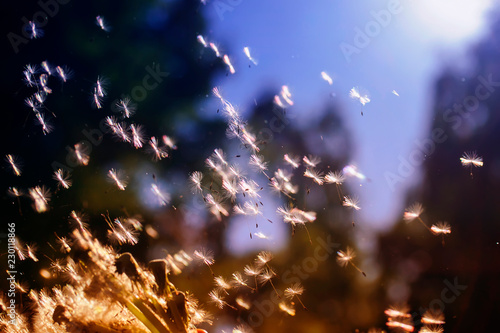 beautiful spring flowers of dandelion with white fluffy seeds scatter far int...