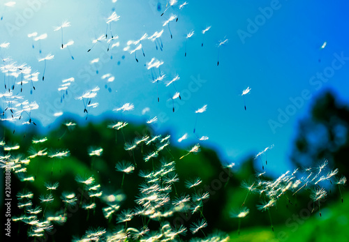 natural background with beautiful spring dandelion flowers with white fluffy ...