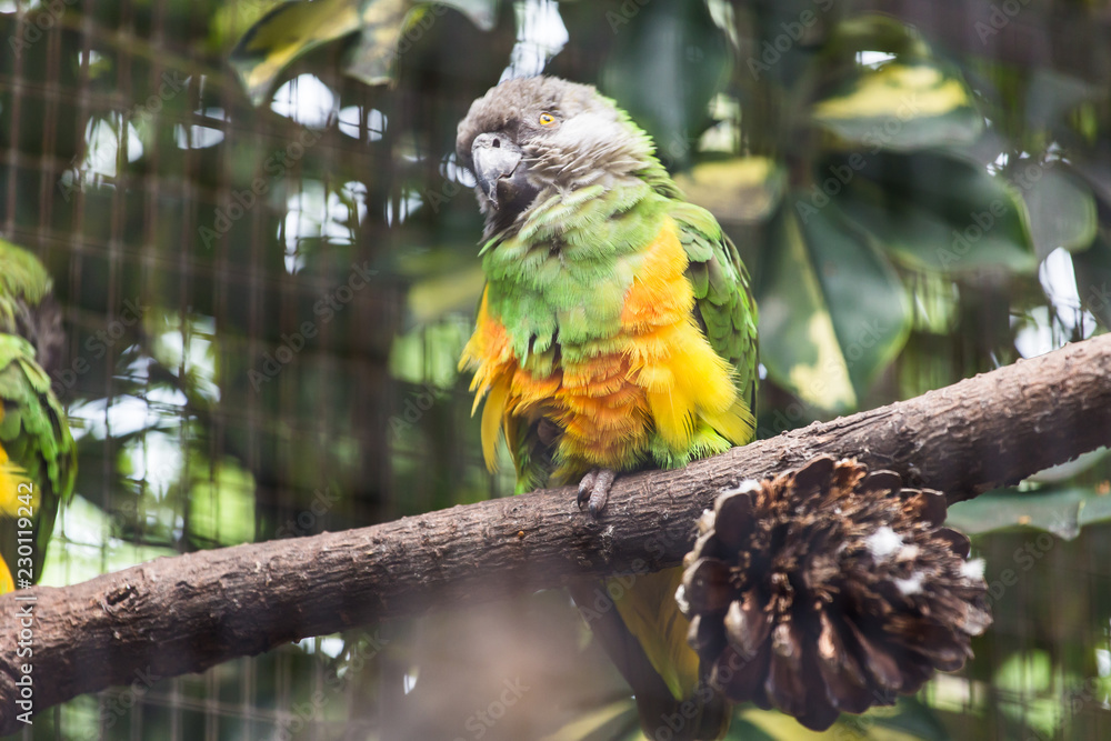 Obraz premium Bird, wildlife and zoo concept - Beautiful parrot on tree branch.