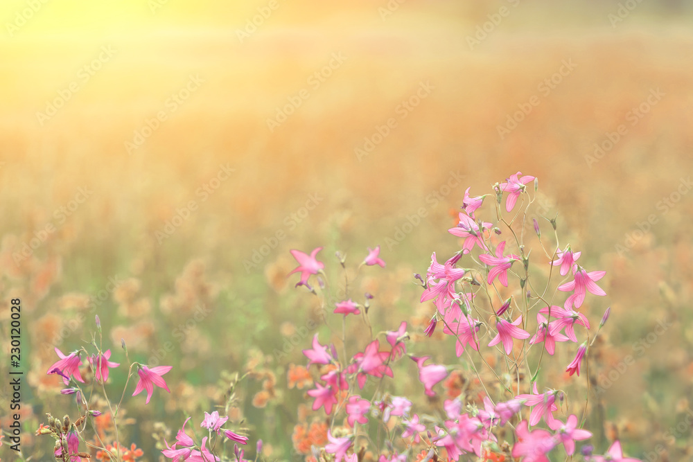 Pink wild flowers with sunlight. Close up Pink wild flowers with sunlight. Close up