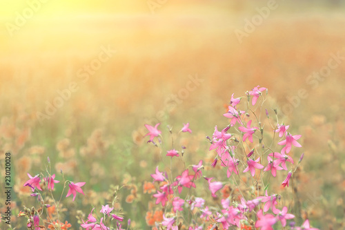 Pink wild flowers with sunlight. Close up
