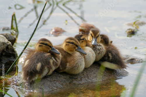 Mallard babies, summer