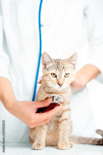 Fototapeta Naklejka Na Ścianę i Meble -  Woman veterinarian checkup a kitten.