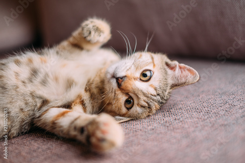 Fototapeta Naklejka Na Ścianę i Meble -  Cute kitten of tiger color lying on couch.
