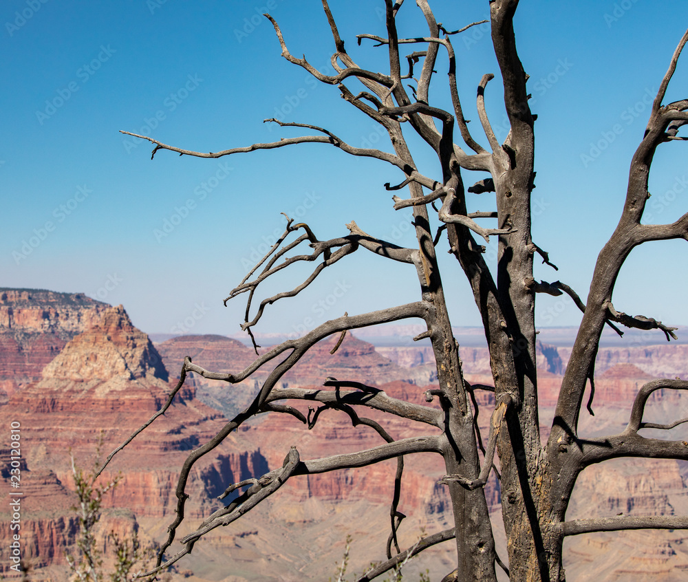 Raven Black Bird in a Dead Tree In Grand Canyon Raven Black Bird in a Dead Tree In Grand Canyon