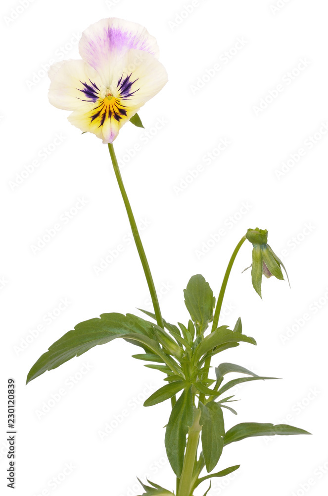 Pansies Viola tricolor flower