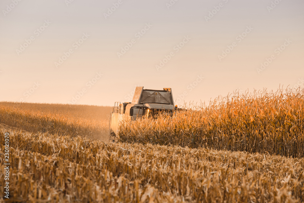 Naklejka premium Combine harvester in maize field