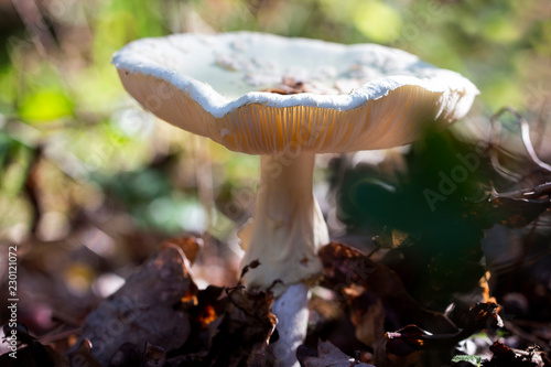 mushroom in the forest, Powdery brittlegil photo