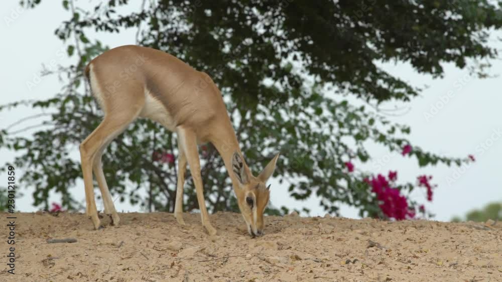 Wild hungry young deer, fawn, roe walks, stands on sand, looking for food in an arid summer, looks at camera, chews, eats, grass, leaves Wild hungry young deer, fawn, roe walks, stands on sand, looking for food in an arid summer, looks at camera, chews, eats, grass, leaves