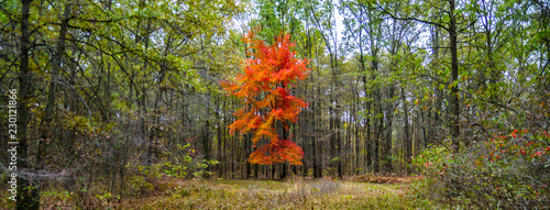 A single brightly colored maple tree displaying red leaves stands on the edge of a clearing surrounded by oak trees at the Winamac Fish and Wildlife Area in northern Indiana