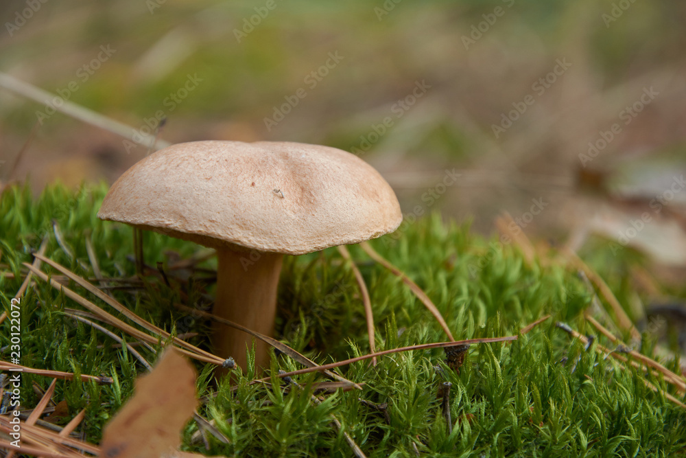Suillus bovinus, also known as the Jersey cow mushroom or bovine bolete Suillus bovinus, also known as the Jersey cow mushroom or bovine bolete