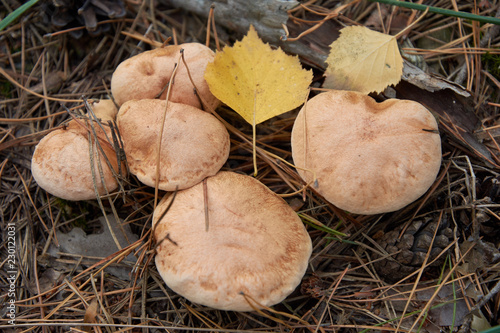 Suillus bovinus, also known as the Jersey cow mushroom or bovine bolete photo