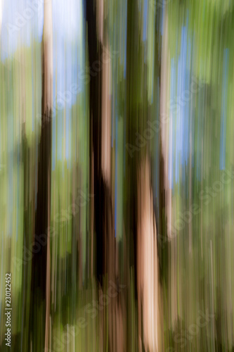 Abstrakte Darstellung von Küstenmammutbäumen (Sequoia sempervirens) im Muir Woods National Monument bei San Francisco, Kalifornien, USA.