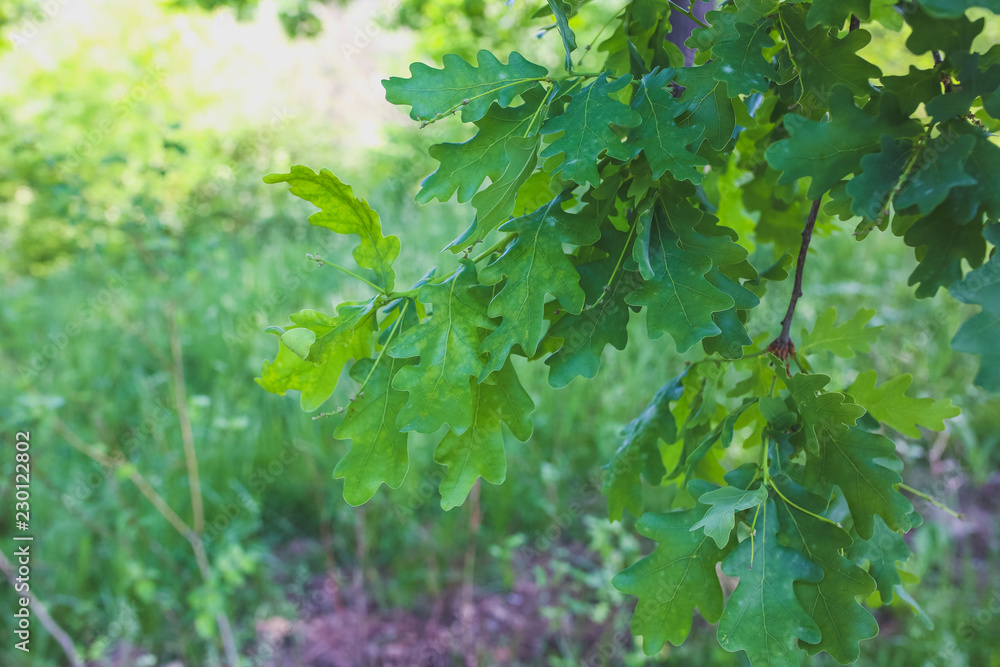 Green oak tree leaves background. Natural summer photo. Green oak tree leaves background. Natural summer photo.