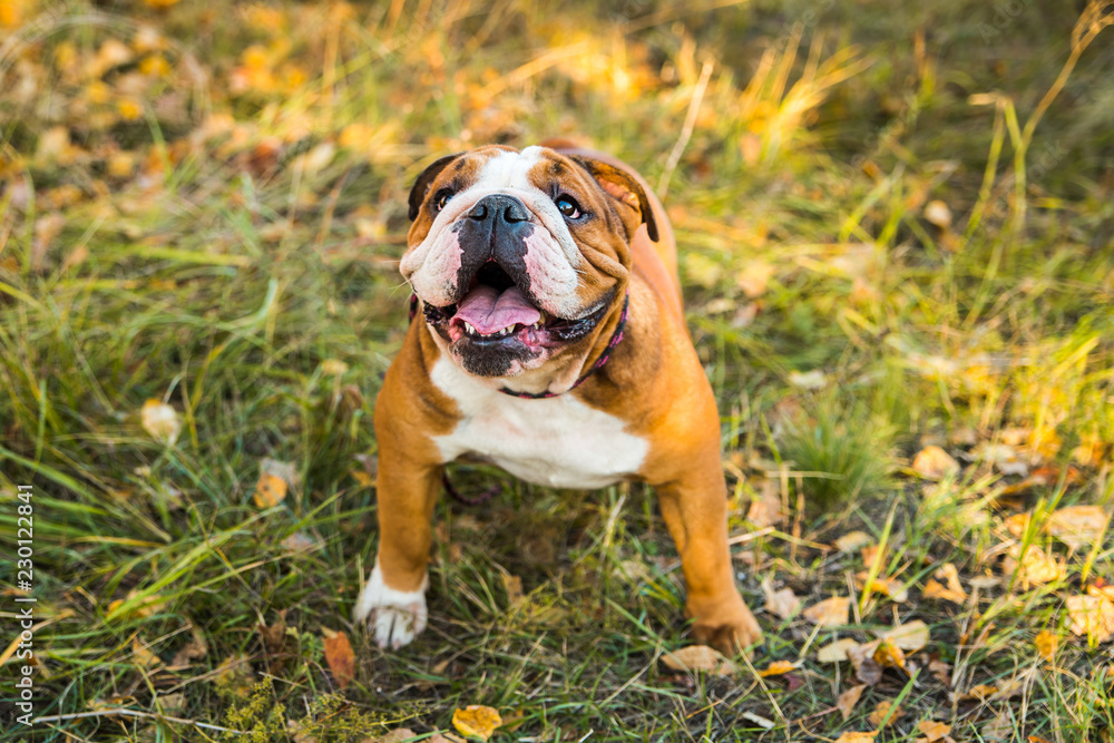 Portrait of English bulldog on a background of autumnal nature. Portrait of English bulldog on a background of autumnal nature.