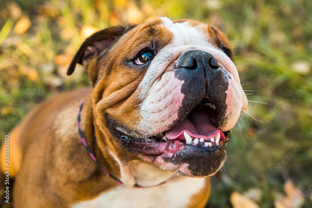 Portrait of English bulldog on a background of autumnal nature. Portrait of English bulldog on a background of autumnal nature.