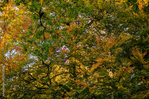 green and yellow tree leaves in the park © Lina