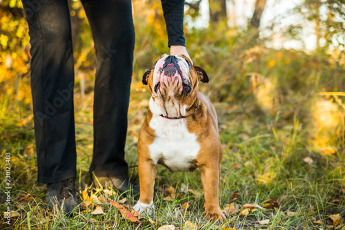 Portrait of English bulldog on a background of autumnal nature.