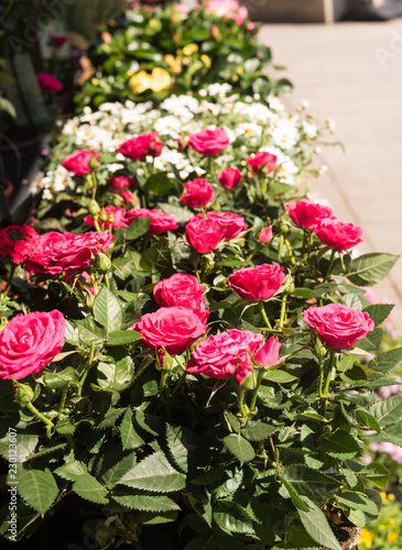 Rows of potted pink roses and flowers in the sun - copy space