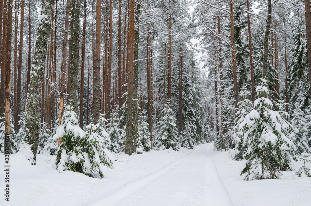 Fototapeta premium Road through snowy forest