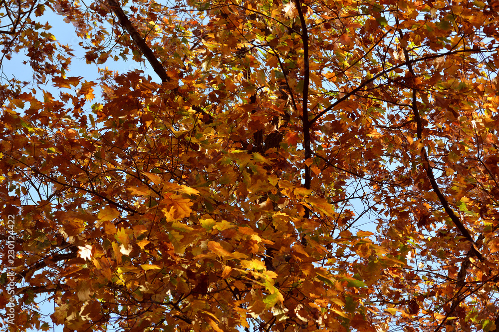 Autumn leaves background