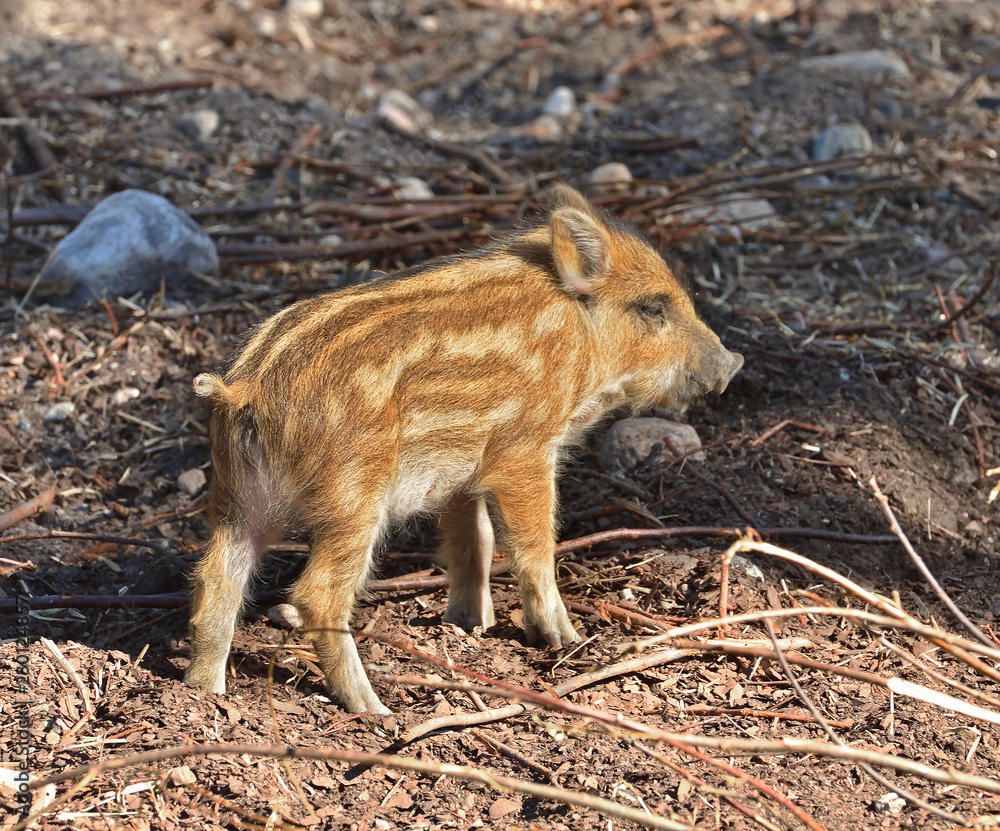 European wild boar piglet with stripes, characteristic feature of piglets. Small piglet European wild boar piglet with stripes, characteristic feature of piglets. Small piglet
