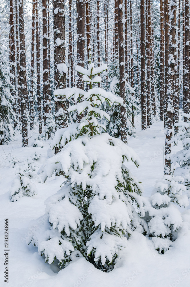 Fototapeta premium Firs and pines in the forest after snowfall