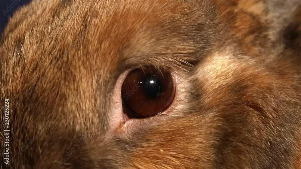 Video clip of an animal rabbit's eyes close-up macro video shooting Video clip of an animal rabbit's eyes close-up macro video shooting