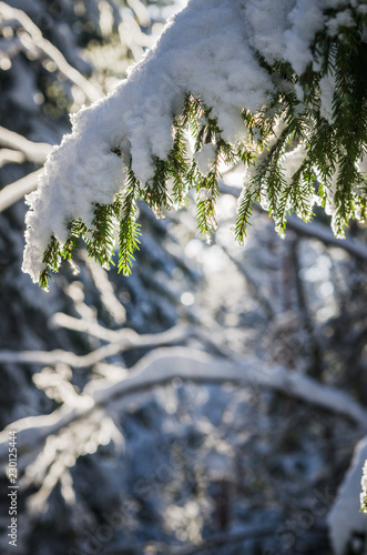 A branch of spruce under the snow backlit by sunlight