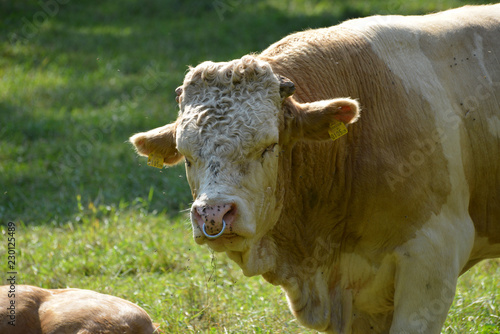 STIER AUF DER WEIDE photo