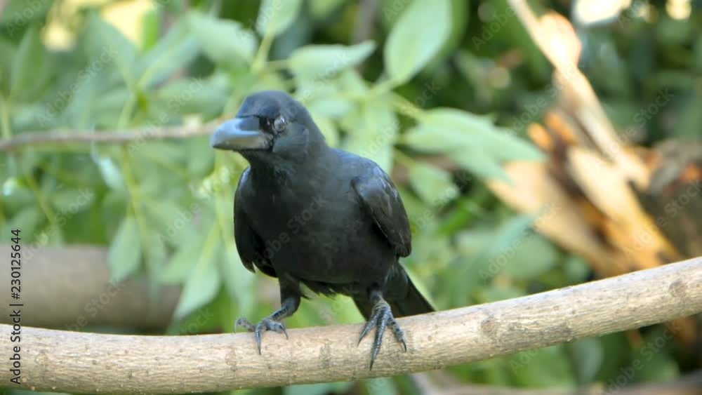 Slow montion of active Crow Raven / Black bird standing on tree in the garden (High Speed Video) Slow montion of active Crow Raven / Black bird standing on tree in the garden (High Speed Video)