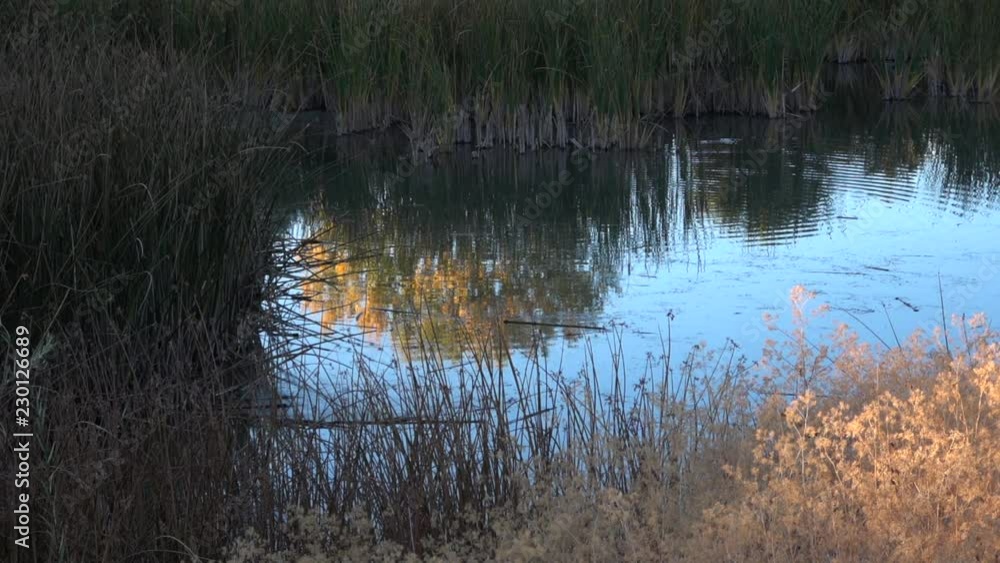 Fall color reflects in a small marshy pond