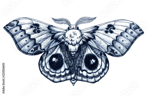 Beautiful Butterfly tattoo. Antherina suraka. Madagascar bullseye. Dotwork tattoo. Traditional black dot style ink.