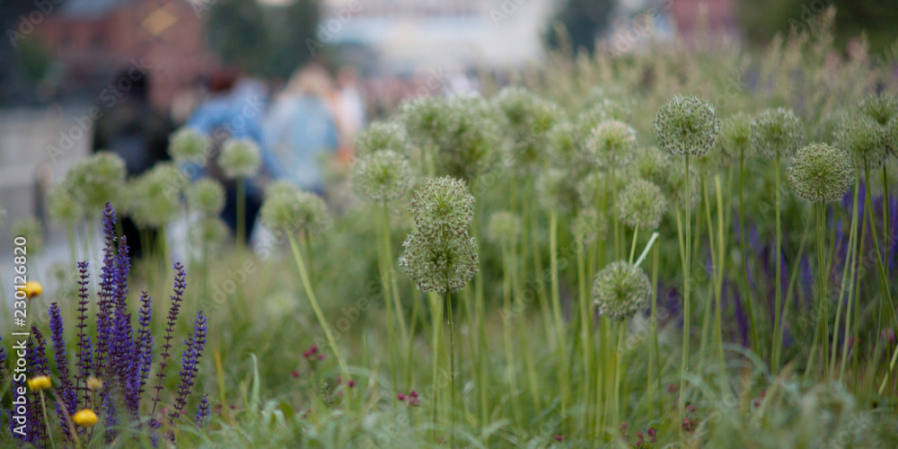 Obraz premium urban summer park with a beautiful flowering lawn and silhouettes of walking people