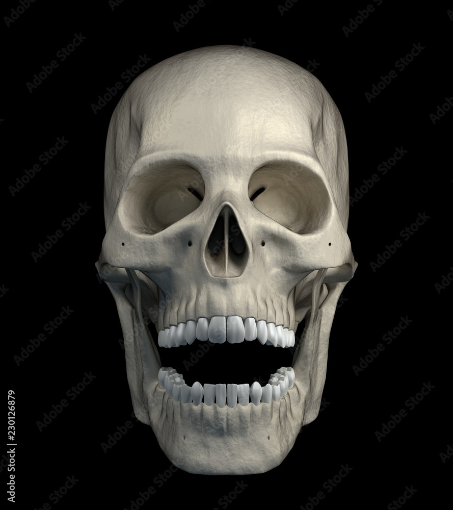 Halloween scarry human skull isolated on a black background - front view. 3d render. Halloween scarry human skull isolated on a black background - front view. 3d render.