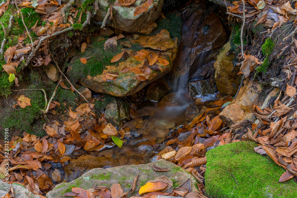 autumn leaves in the water