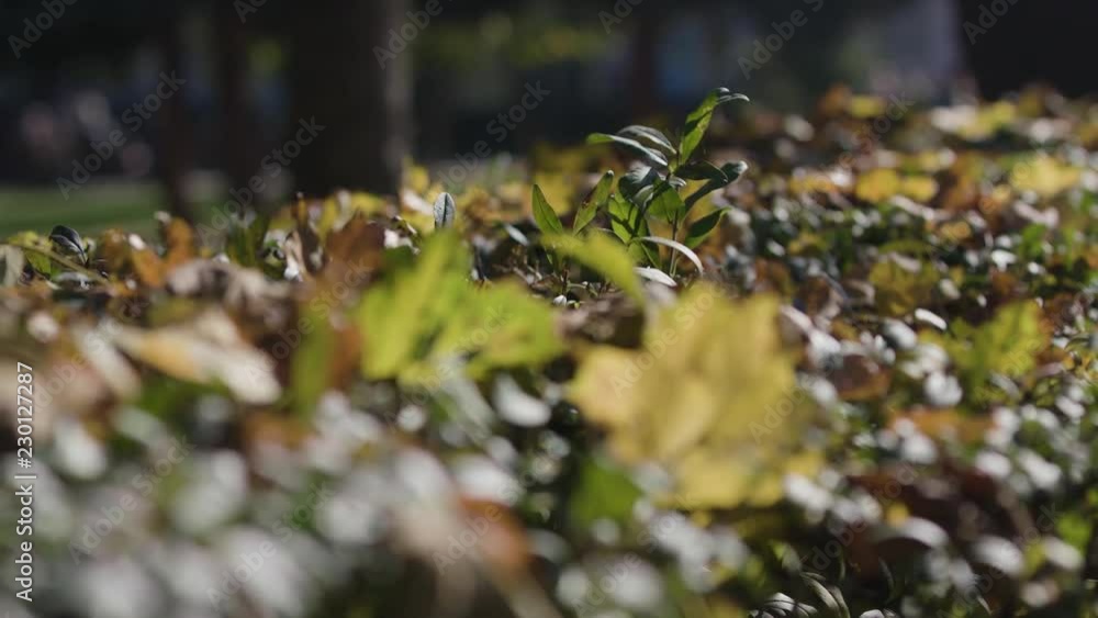 Bush of bright yellow flowers. Little boy smelling yellow flowers.