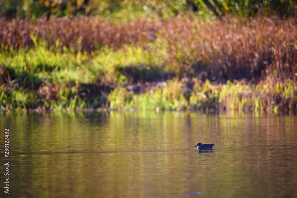 still life with a duck
