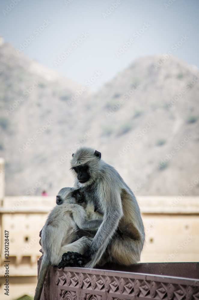 Monkeys in Jaipur palace / India