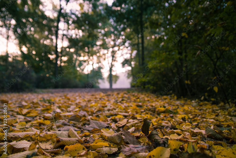 autumn leaves in the park autumn leaves in the park