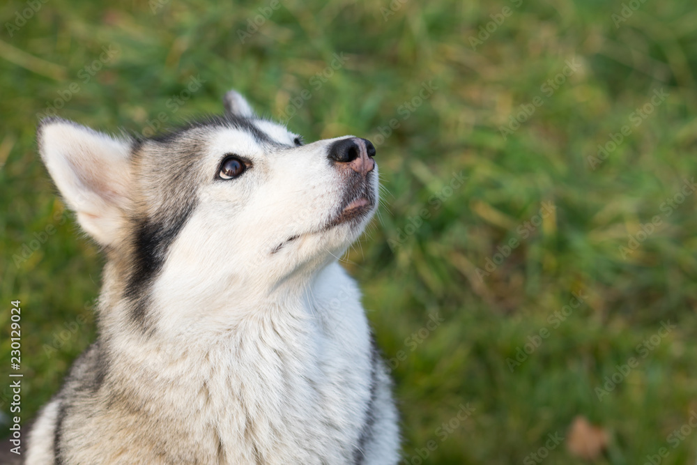 Portrait of a husky on a background of grass