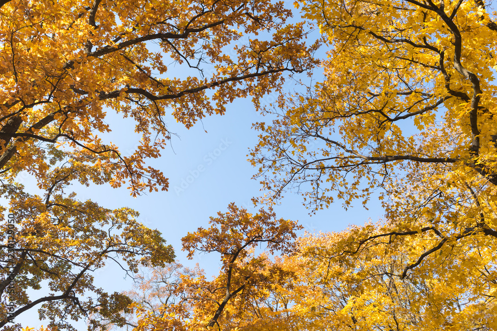 Fototapeta premium View of the sky in the autumn park of St. Petersburg