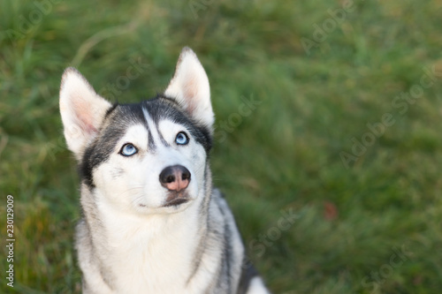 Young Husky looks up