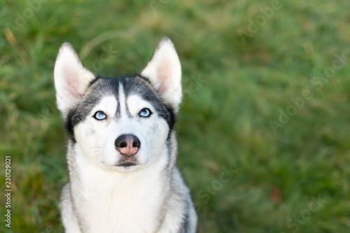 Portrait of a young husky on a background of grass