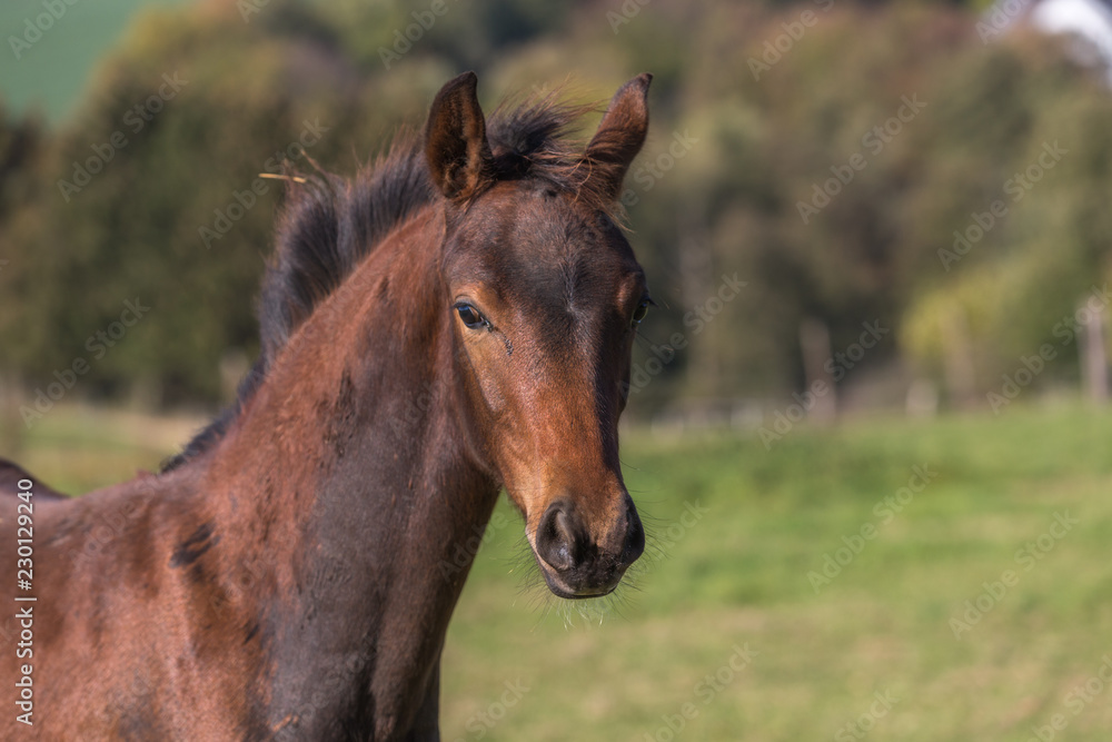 Portrait eines braunen Hengstfohlens Portrait eines braunen Hengstfohlens